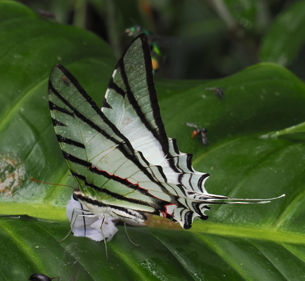 Protesilaus protesilaus