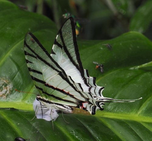 Protesilaus protesilaus