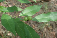 Ditrysinia fruticosa