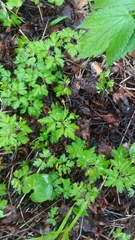 Anemonoides amurensis