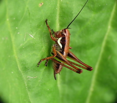 Eupholidoptera