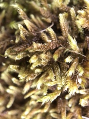 Hygrohypnum luridum