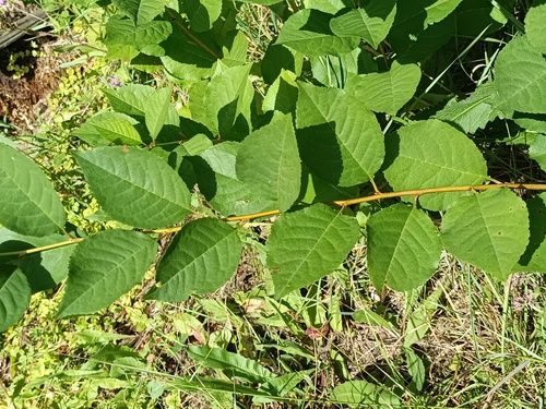 Prunus cerasus