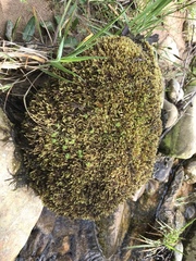Hygrohypnum luridum