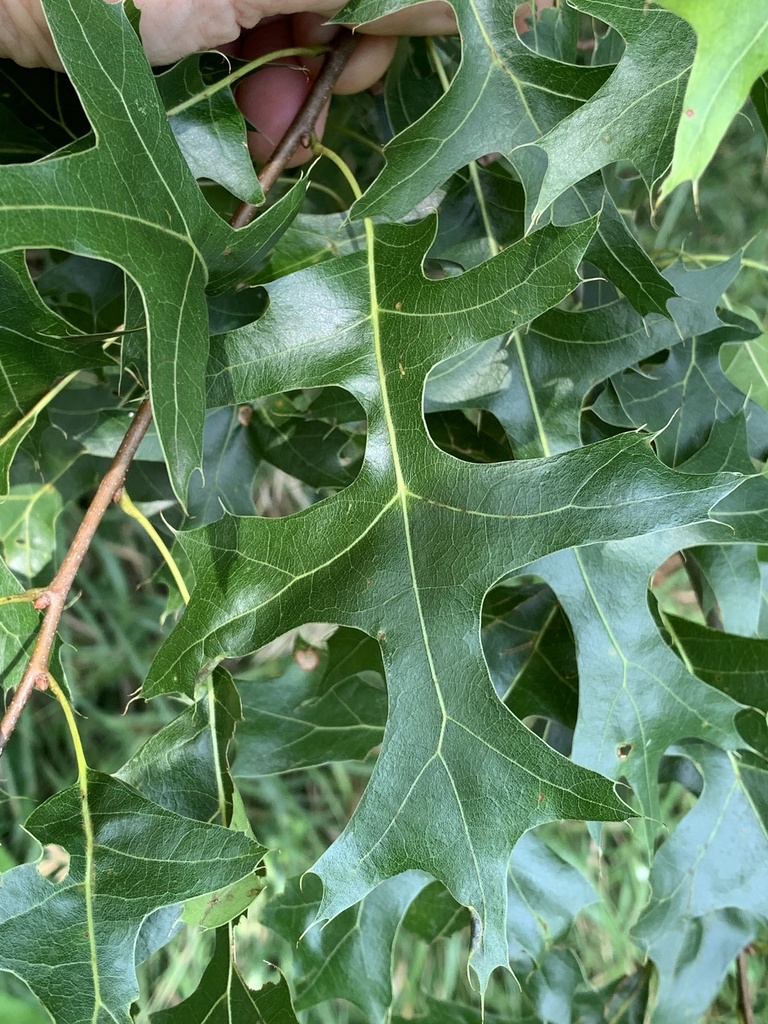 northern-pin-oak-from-mount-horeb-wi-us-on-july-30-2024-at-02-48-pm