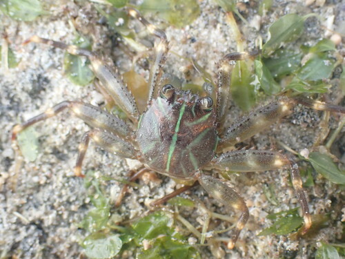 Flat Rock Crab (Percnon planissimum)