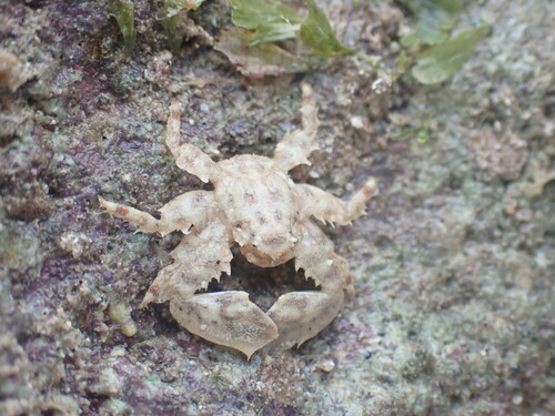 Petrolisthes squamanus