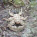 Petrolisthes squamanus