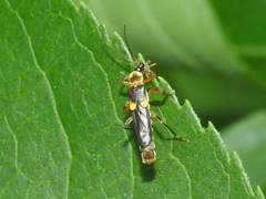 Trypherus
