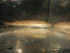 Esox americanus