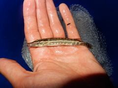 Esox americanus