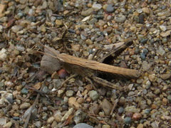 Chloealtis conspersa