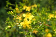 Hypericum galioides