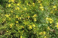 Hypericum galioides