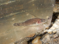 Aphredoderus sayanus