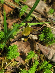 Hemaris tityus