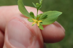 Hypericum gymnanthum