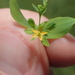 Hypericum gymnanthum - Photo (c) Andy Newman, μερικά δικαιώματα διατηρούνται (CC BY-NC), uploaded by Andy Newman