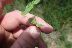 Hypericum gymnanthum