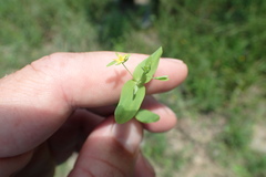 Hypericum gymnanthum