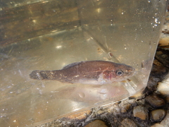 Aphredoderus sayanus