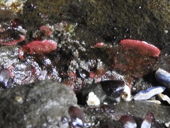 Integripelta