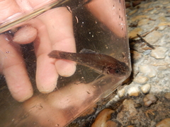 Aphredoderus sayanus