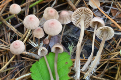 Mycena capillaripes image