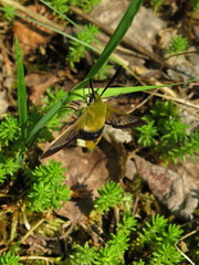 Hemaris tityus