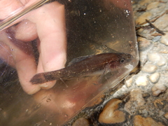 Aphredoderus sayanus