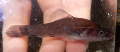 Aphredoderus sayanus