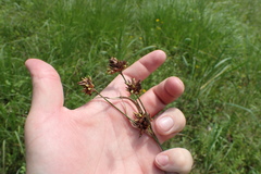 Rhynchospora indianolensis