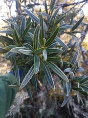 Pseudopanax linearis