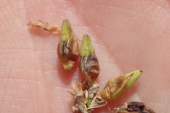 Rhynchospora indianolensis