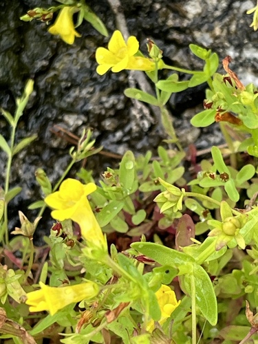 Gratiola lutea, photograph 2