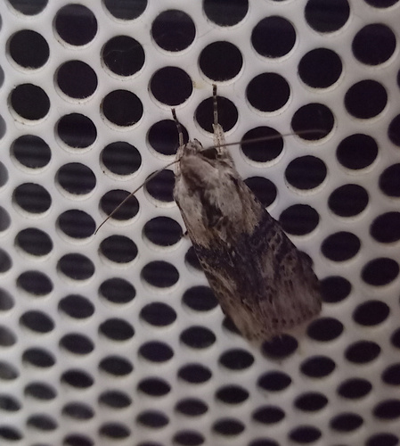 Cucullia absinthii