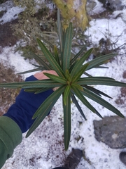 Pseudopanax linearis