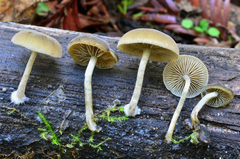 Simocybe centunculus var. centunculus image