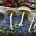 Simocybe - Photo (c) Christian Schwarz, some rights reserved (CC BY-NC), uploaded by Christian Schwarz