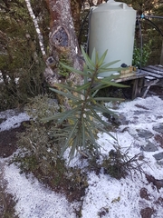 Pseudopanax linearis