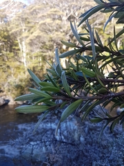 Pseudopanax linearis