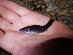 Aphredoderus sayanus