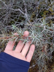 Dracophyllum pubescens
