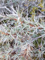 Dracophyllum pubescens