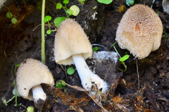 Coprinellus domesticus image