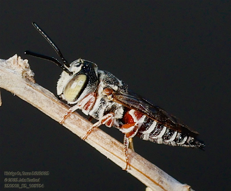 Coelioxys slossoni