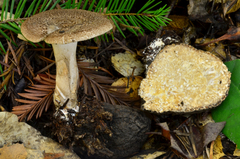 Polyporus tuberaster image