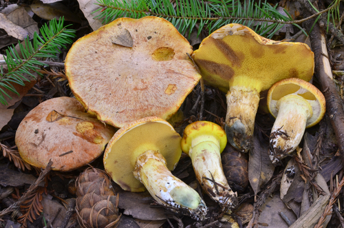 Suillus caerulescens