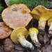 Suillus caerulescens - Photo (c) Christian Schwarz,  זכויות יוצרים חלקיות (CC BY-NC), הועלה על ידי Christian Schwarz