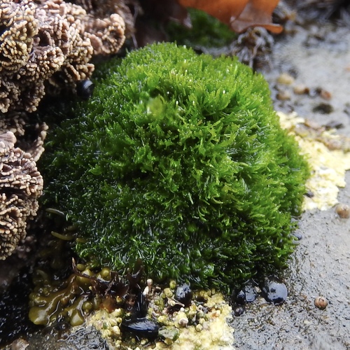 Cladophora columbiana
